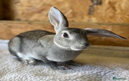 Mixed Breed rabbits for sale: Chinchilla Mini Rex doe 🤍 - Image 2