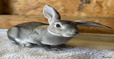 Mixed Breed rabbits - Advert 14