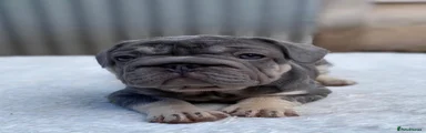 French Bulldog Puppy 3