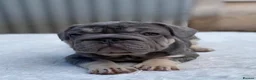French Bulldog dogs for sale: Quality French Bulldog Lilac & Tan Puppies - Advert 20