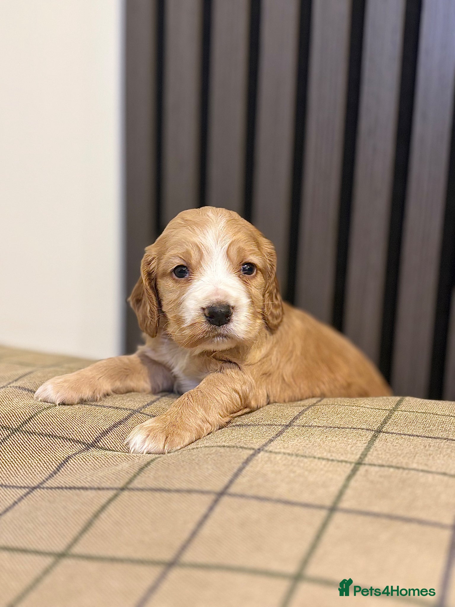 Cocker Spaniel dogs Cocker spaniels puppies looking for forever 🏡♥️ - Advert 13