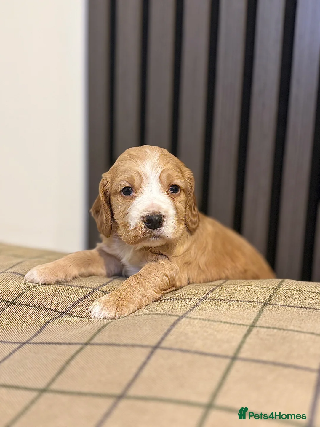 Cocker Spaniel dogs for sale: Cocker spaniels puppies looking for forever 🏡♥️ - Advert 1