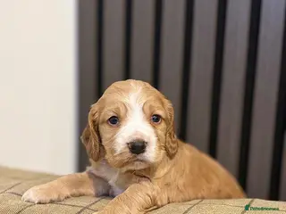 Cocker Spaniel dogs Cocker spaniels puppies looking for forever 🏡♥️ - Advert 13