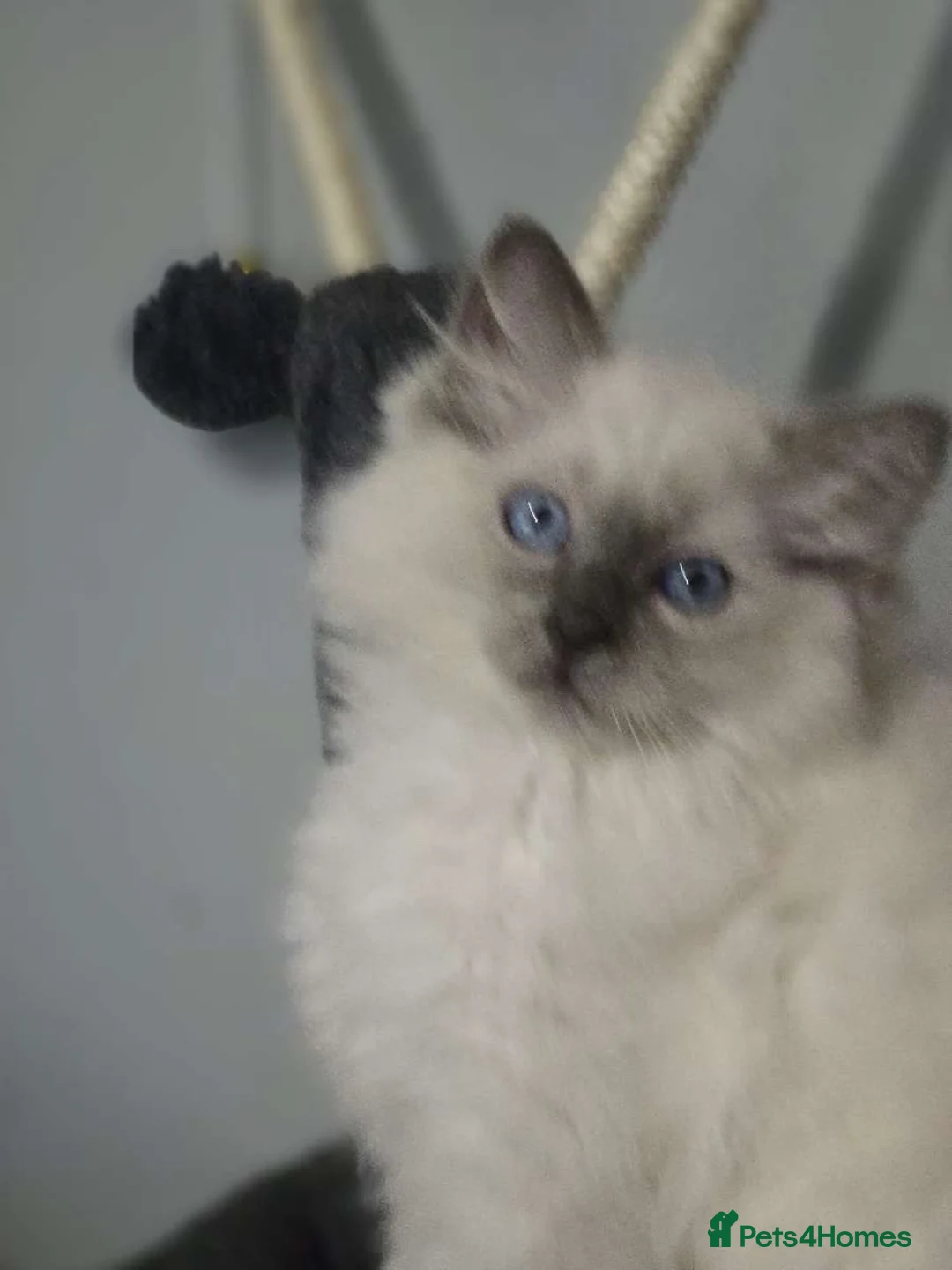 Ragdoll cats for sale: Blue ragdoll  - Advert 6