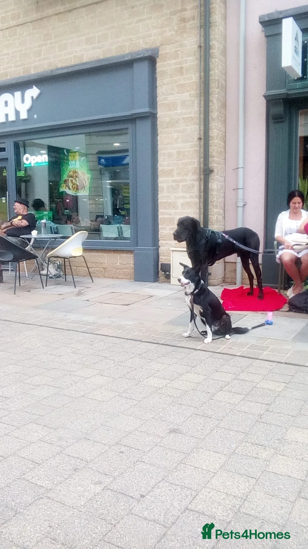 Border Collie dogs for stud: Merlin the magical Border Collie in Witney - Advert 2