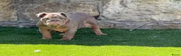 English Bulldog dogs for sale: English bulldog female puppy  - Advert 9