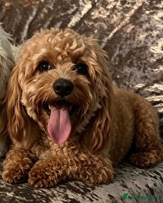 Cavapoo dogs Cavapoos puppies for sale  - Advert 3
