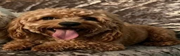 Cavapoo dogs for sale: Cavapoos puppies for sale  - Advert 1