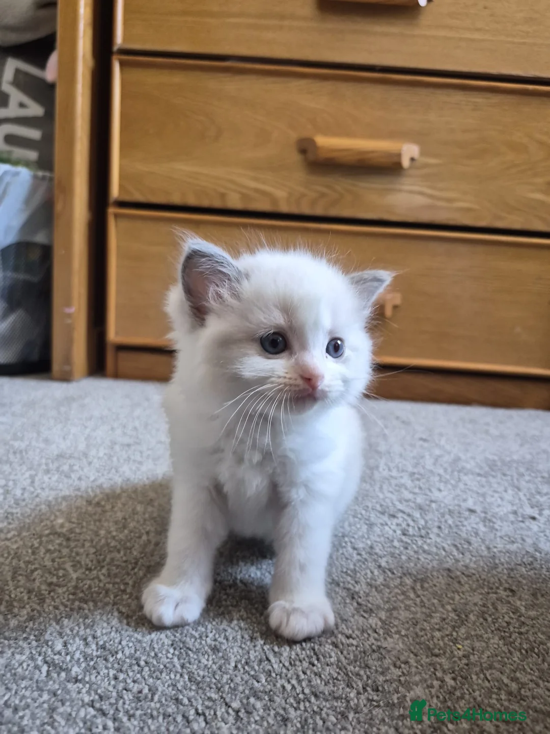 Ragdoll cats for sale:  TICA Quality Beautiful ragdoll kittens 😻🌟 - Advert 30