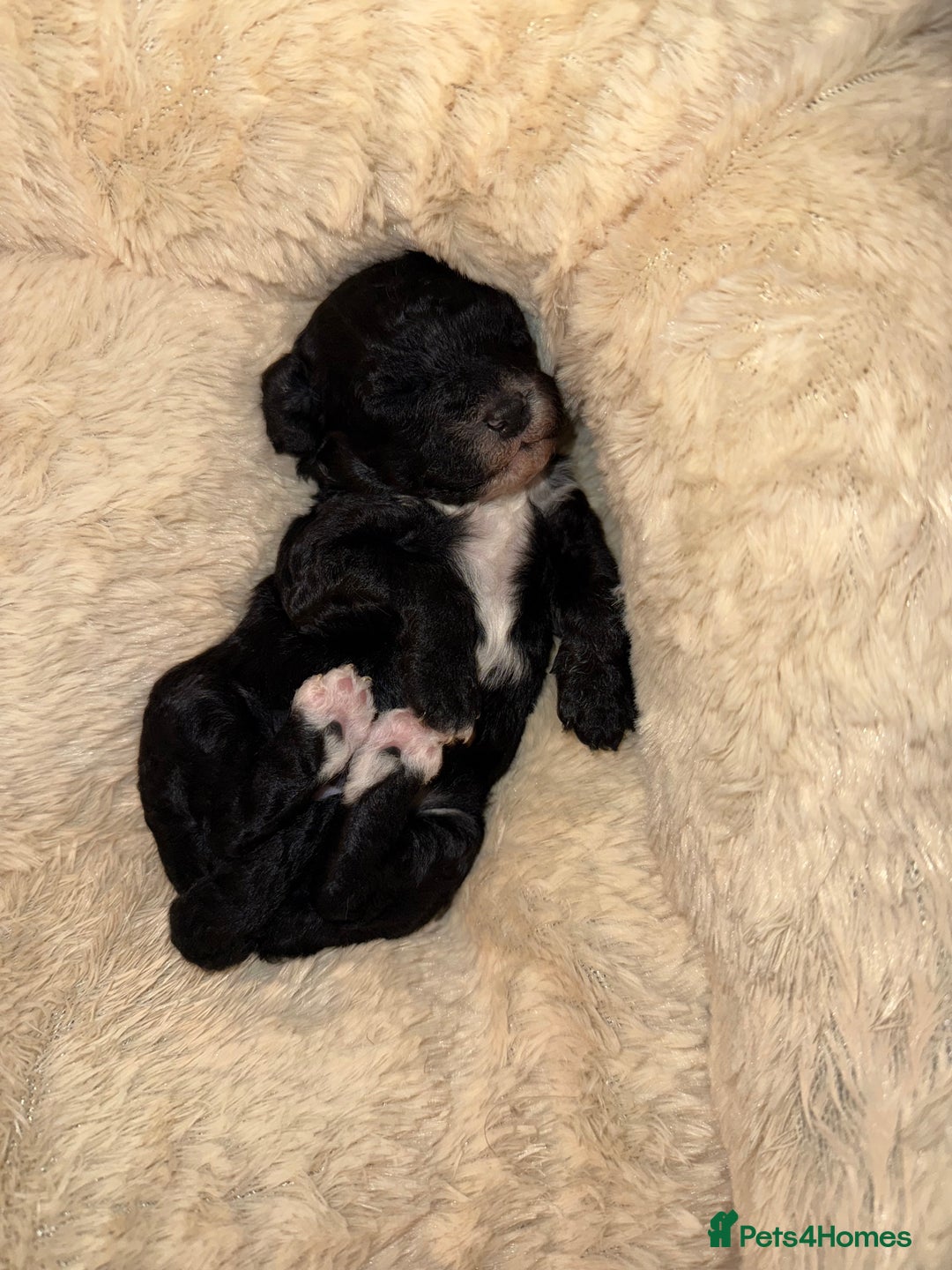 Cockapoo dogs for sale: Beautiful cockapoo puppies 🐶  - Image 35