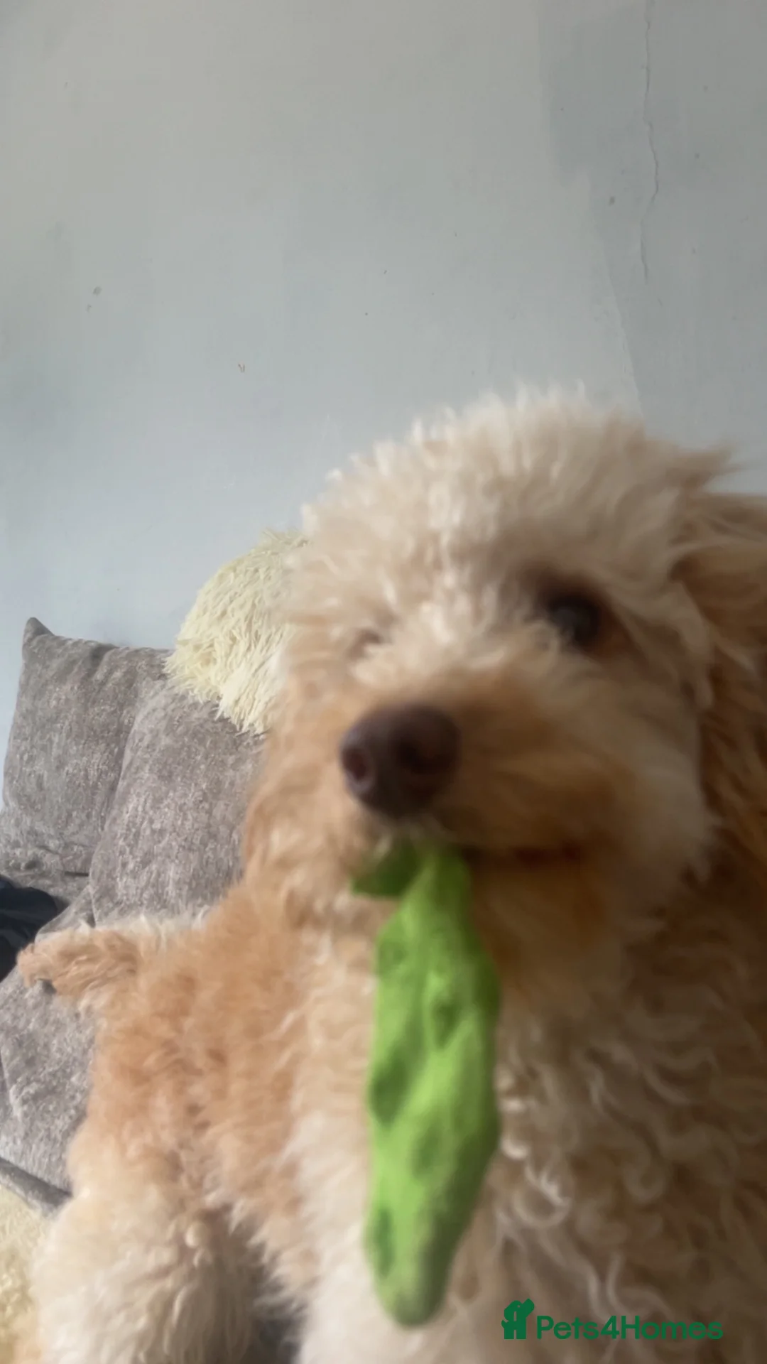 Cockapoo dogs for sale: Cockapoo - Advert 2