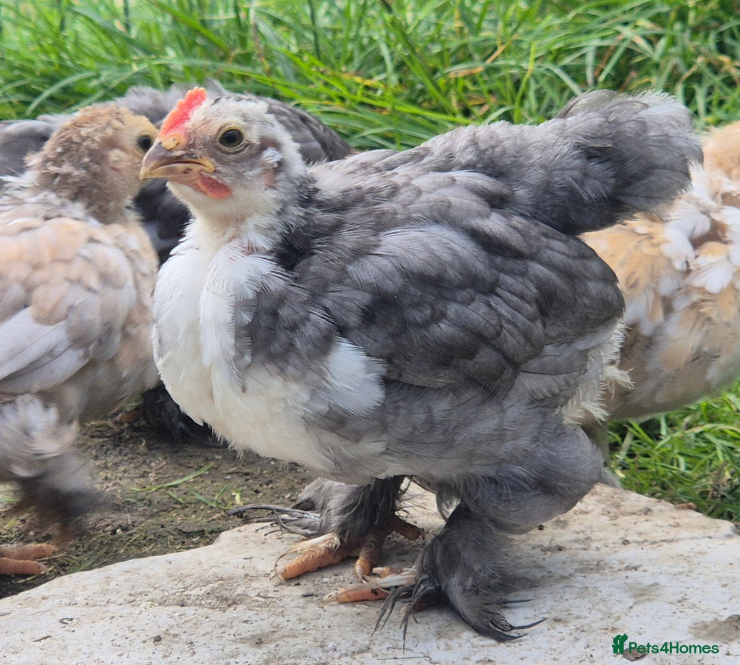 Chickens poultry for sale: Pekin bantam cockerils  - Image 3