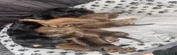Miniature Dachshund dogs for sale: 6 miniature longhaired dachshund -  - Advert 7