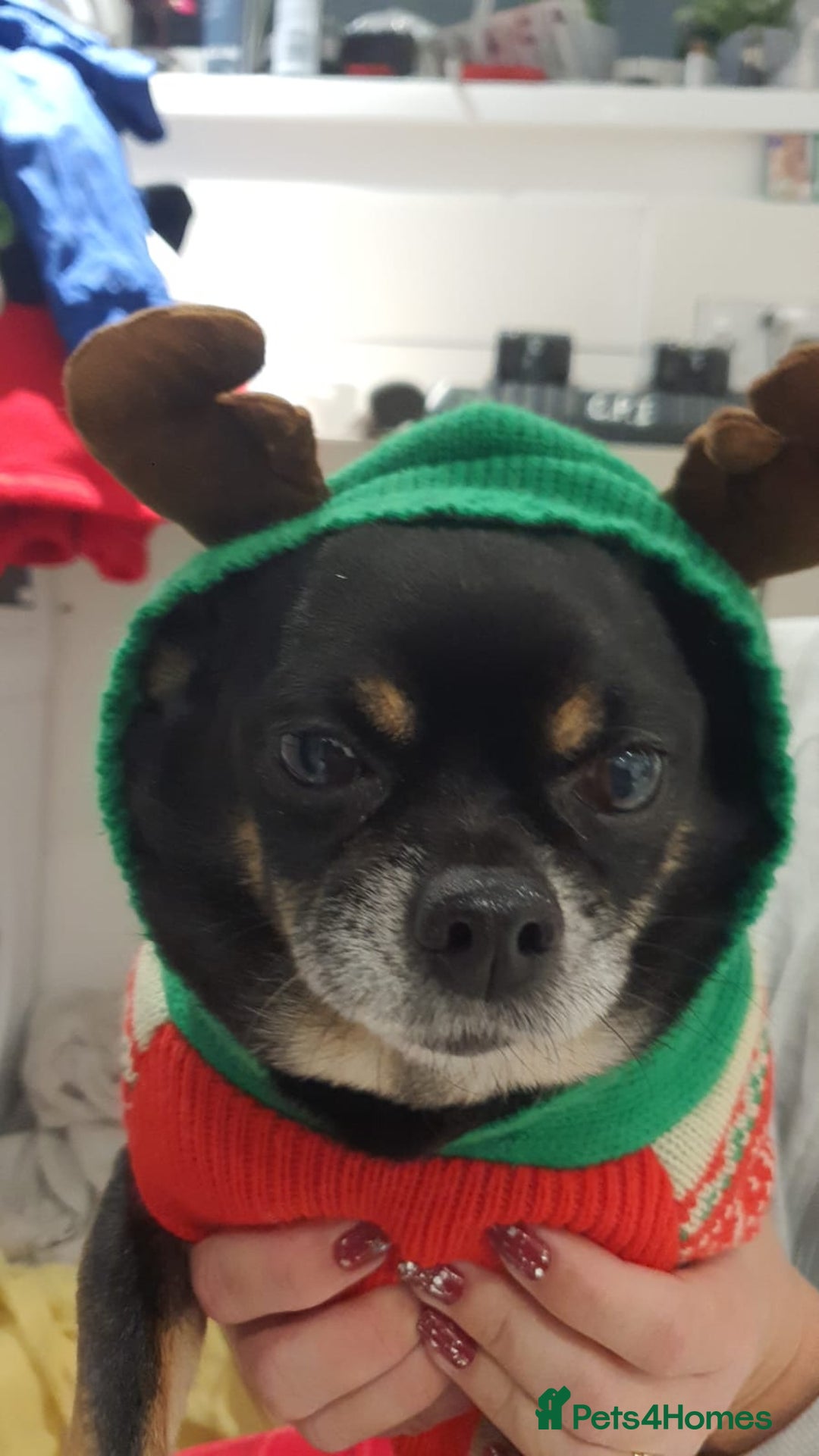 Chihuahua dogs for sale: 5 chihuahua puppies - Advert 11