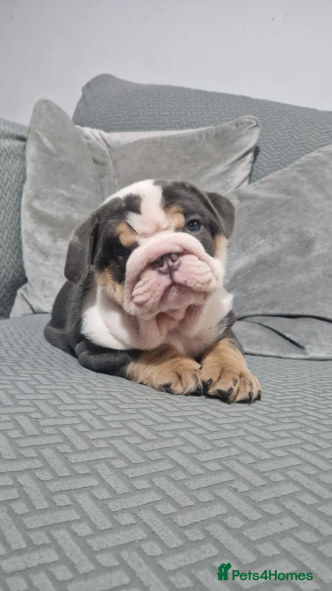 English Bulldog dogs for sale: Stunning blue tri male  - Advert 2
