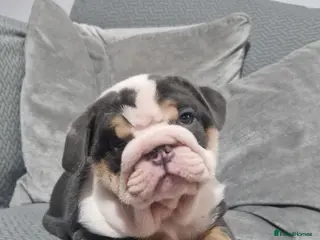 English Bulldog dogs Stunning blue tri male - Advert 7