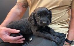 Mixed Breed dogs for sale: Cocker gold maraner - Image 15