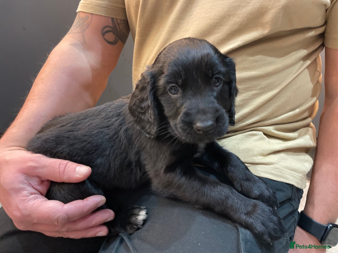 Mixed Breed dogs for sale: Cocker gold maraner - Image 15