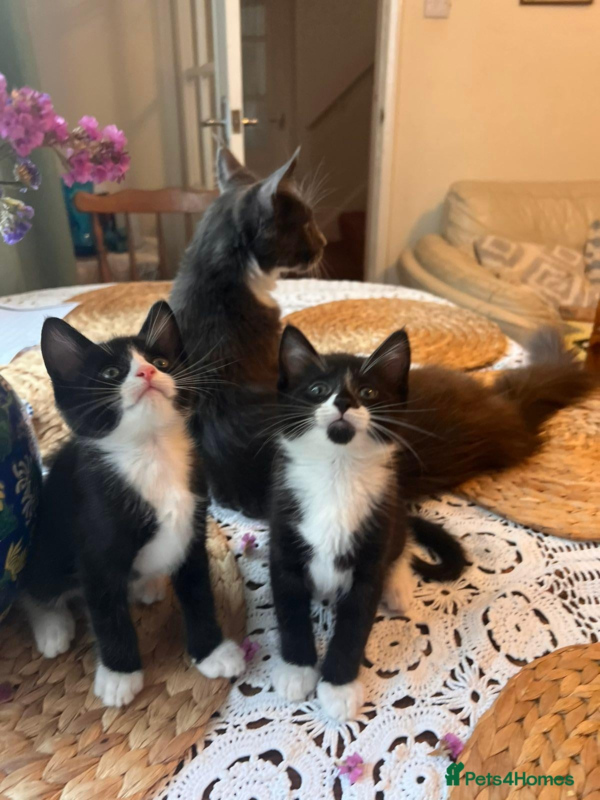 Mixed Breed cats Beautiful Maine Coon Mix Kittens - Advert 1
