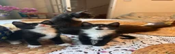 Mixed Breed cats for sale: Beautiful Maine Coon Mix Kittens in Boston - Advert 1