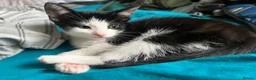 Mixed Breed cats for sale: 5 boys and 1 girl looking for forever homes in Manchester - Advert 3