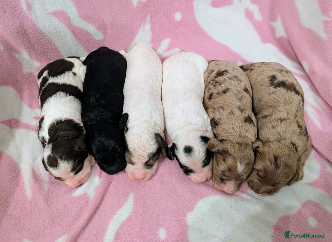 Cockapoo dogs for sale: Stunning Cockapoo Puppies Fully DNA health tested - Advert 7