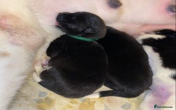 Akita dogs for sale: Beautiful American Akita Puppies  - Advert 30