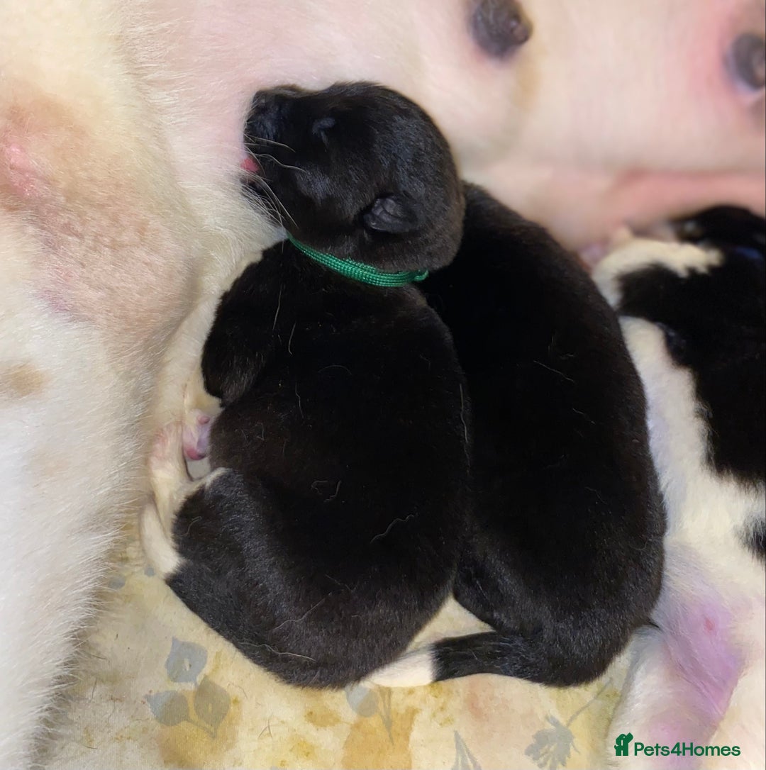 Akita dogs for sale: Beautiful American Akita Puppies  - Advert 30