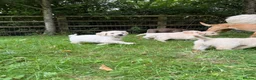 Golden Retriever dogs for sale: Mack/ Bryn Bach Golden X Evie/ Angel Annwyl - Advert 11