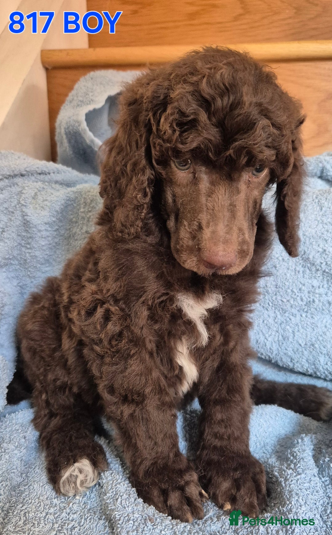 Standard Poodle dogs for sale: KC reg Brown Parti & phantom Standard Poodle pups - Image 23