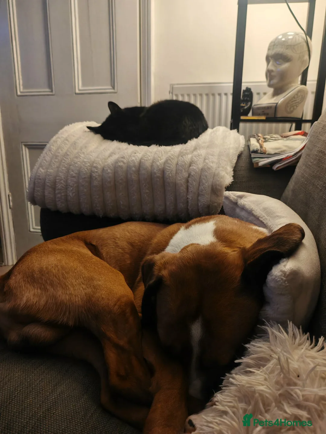 Mixed Breed dogs for sale: Loveable family dog for rehoming  in Bedworth - Advert 5