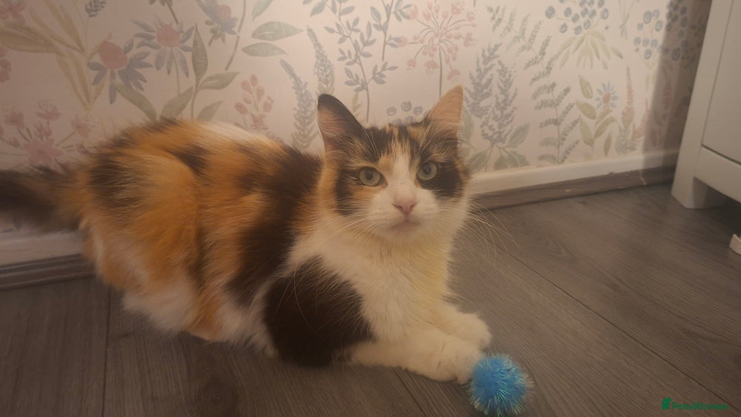 Mixed Breed cats for sale: Adult cats for urgent sale - Advert 3