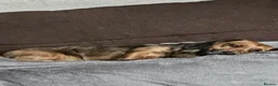 Mixed Breed dogs for sale: Cocker Jack in Castleford - Advert 5