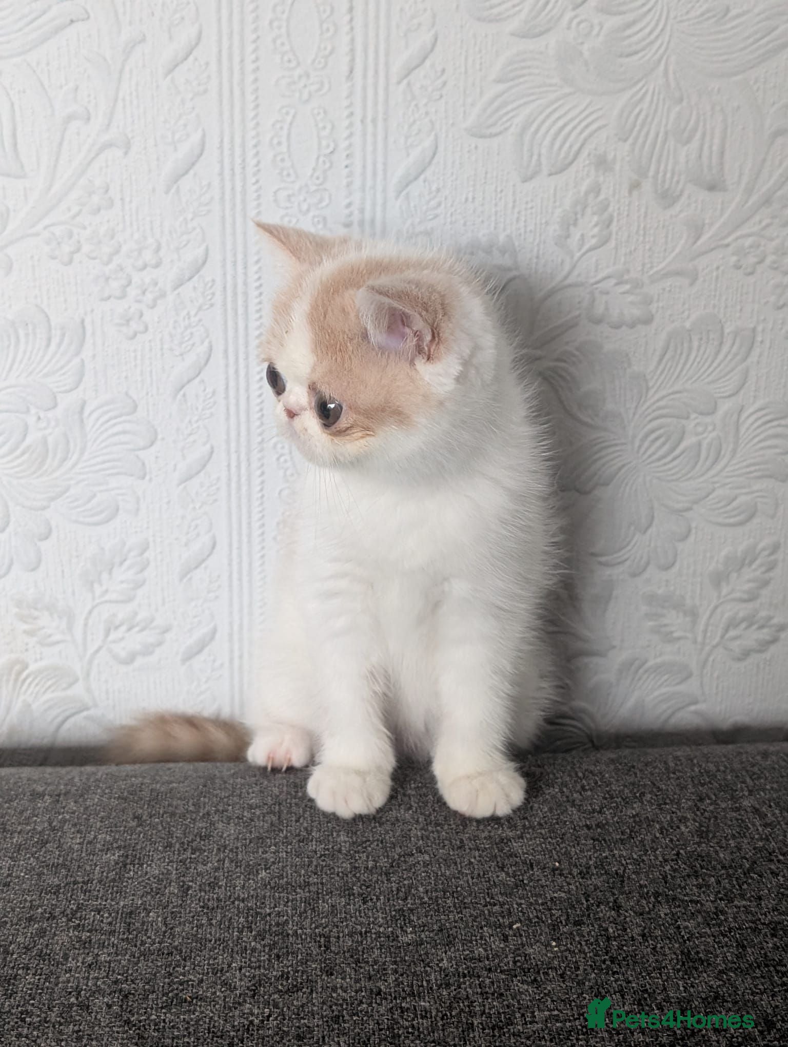 Persian cats 🐾 Beautiful Persian Kittens 🐾 - Advert 1