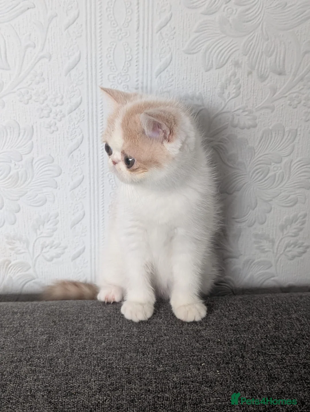 Persian cats for sale: 🐾 Beautiful Persian Kittens 🐾 - Advert 1