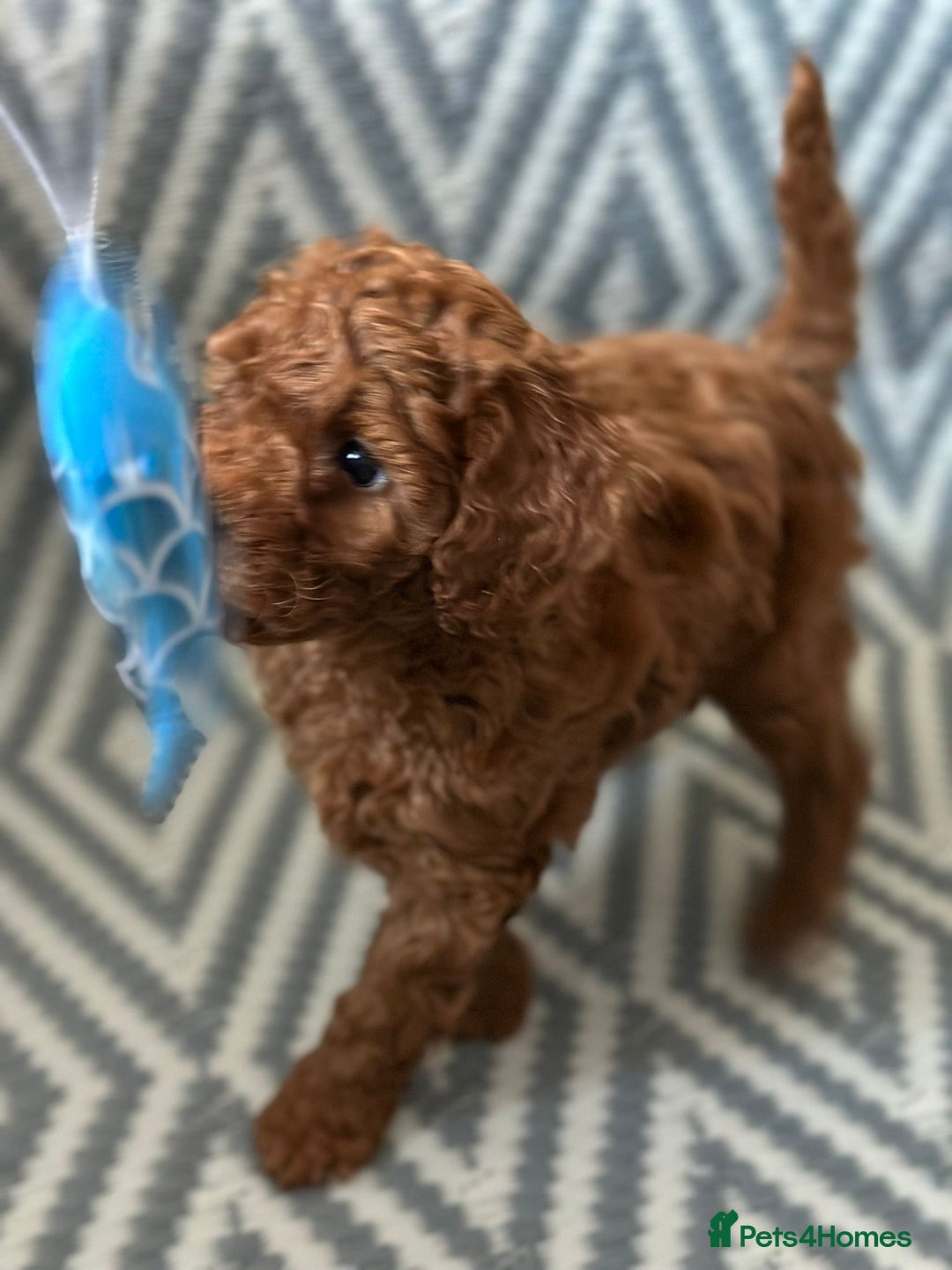 Mixed Breed dogs for sale: Poochon x Maltipoo puppies - Image 5