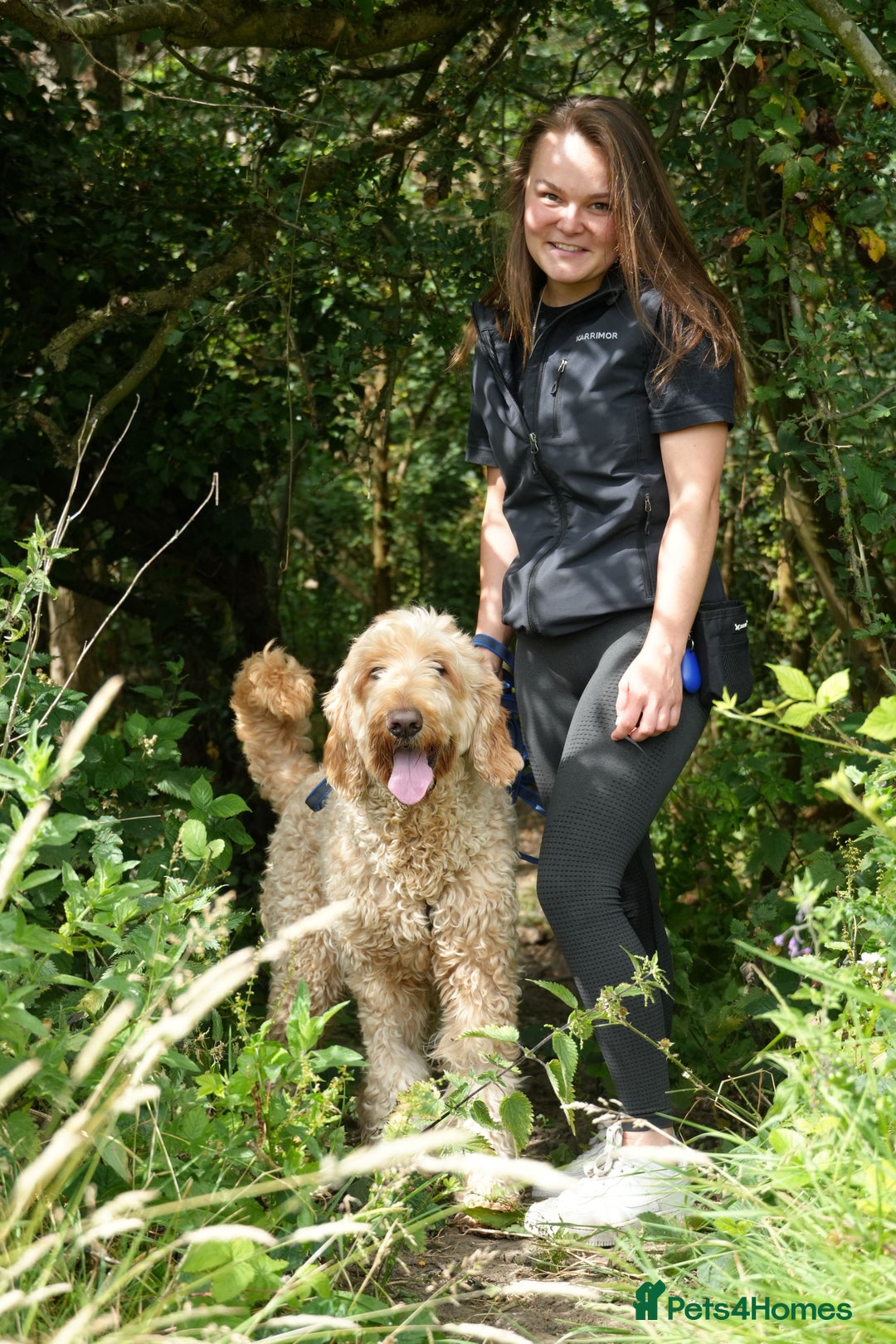 Mixed Breed dogs for adoption: Dave is looking for home! in Waltham Abbey - Image 5
