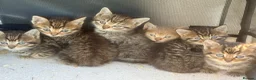 Mixed Breed cats for sale: British shorthair/Bengle litter - Advert 5