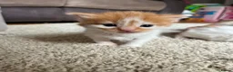 Mixed Breed cats for sale: X2 Ginger Tabby Queens  - Advert 3