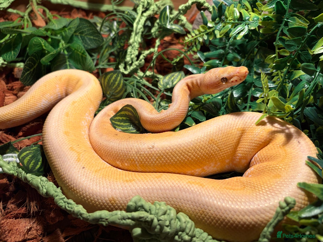 Python Snake reptiles for sale: Banana rainbow  - Advert 3