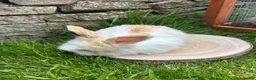 Angora rabbits for sale: Full Face English Angoras - Advert 29