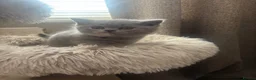 British Shorthair cats for sale: 🏆 Champion bloodlines, Beautiful BSh kittens   - Advert 9
