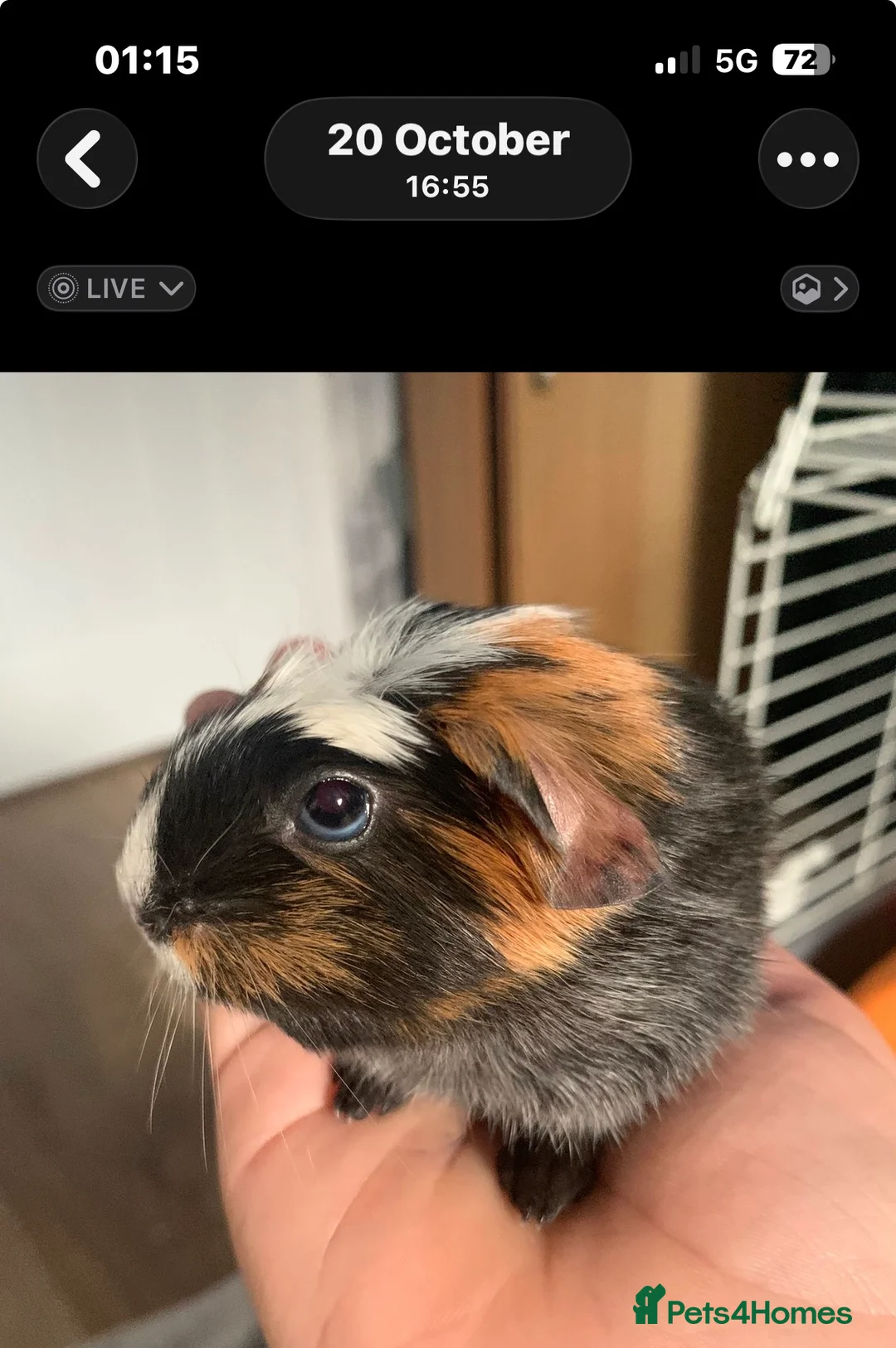 Guinea Pig rodents for sale: Female guinea pig  - Advert 2