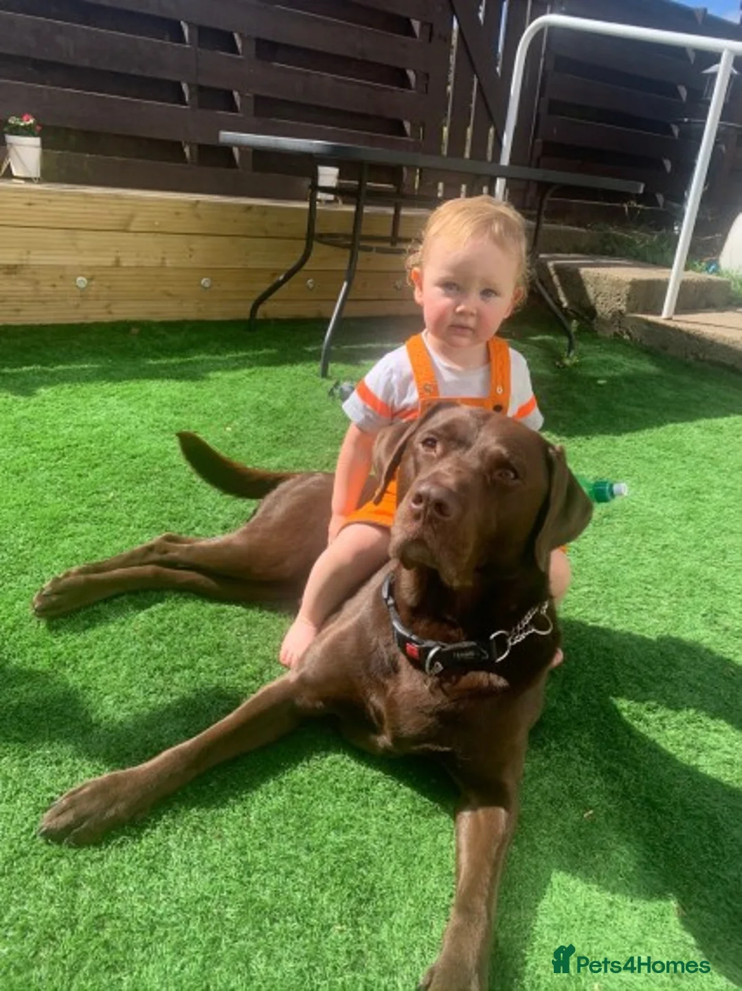 Labrador Retriever dogs for stud: Proven KC Reg. Chocolate Labrador For Stud in Peterlee - Advert 2