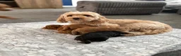 Cockapoo dogs for sale: 4 F2 cockapoo puppies - Advert 23