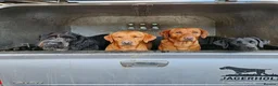 Labrador Retriever dogs for sale: Beautiful Fox red Labrador pups  - Advert 9