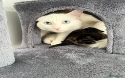Turkish Angora cats for sale: 4 Beautiful Turkish Angora Mix Kittens - Image 7