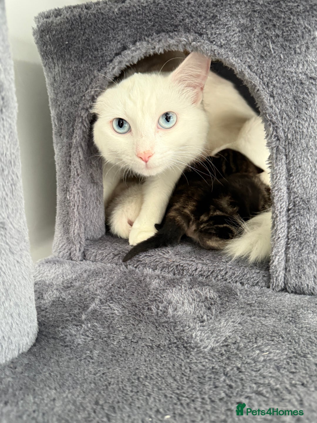 Turkish Angora cats for sale: 4 Beautiful Turkish Angora Mix Kittens - Image 7