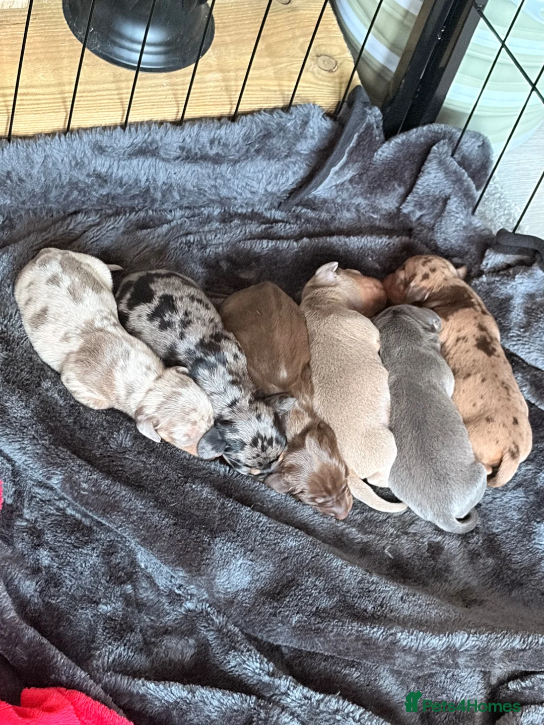 Miniature Dachshund dogs for sale: Miniature daschund puppies for sale in Egham - Advert 16