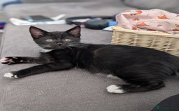 Domestic Shorthair cats for sale: Gorgeous black girl kitten - Image 2